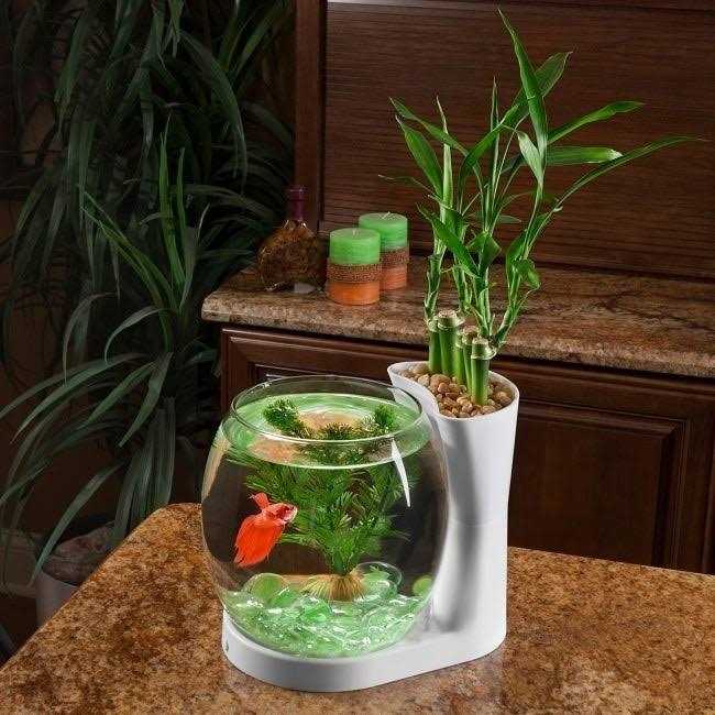 Elive Betta Fish Bowl / Betta Fish Tank with Planter - Pet Supplies ...