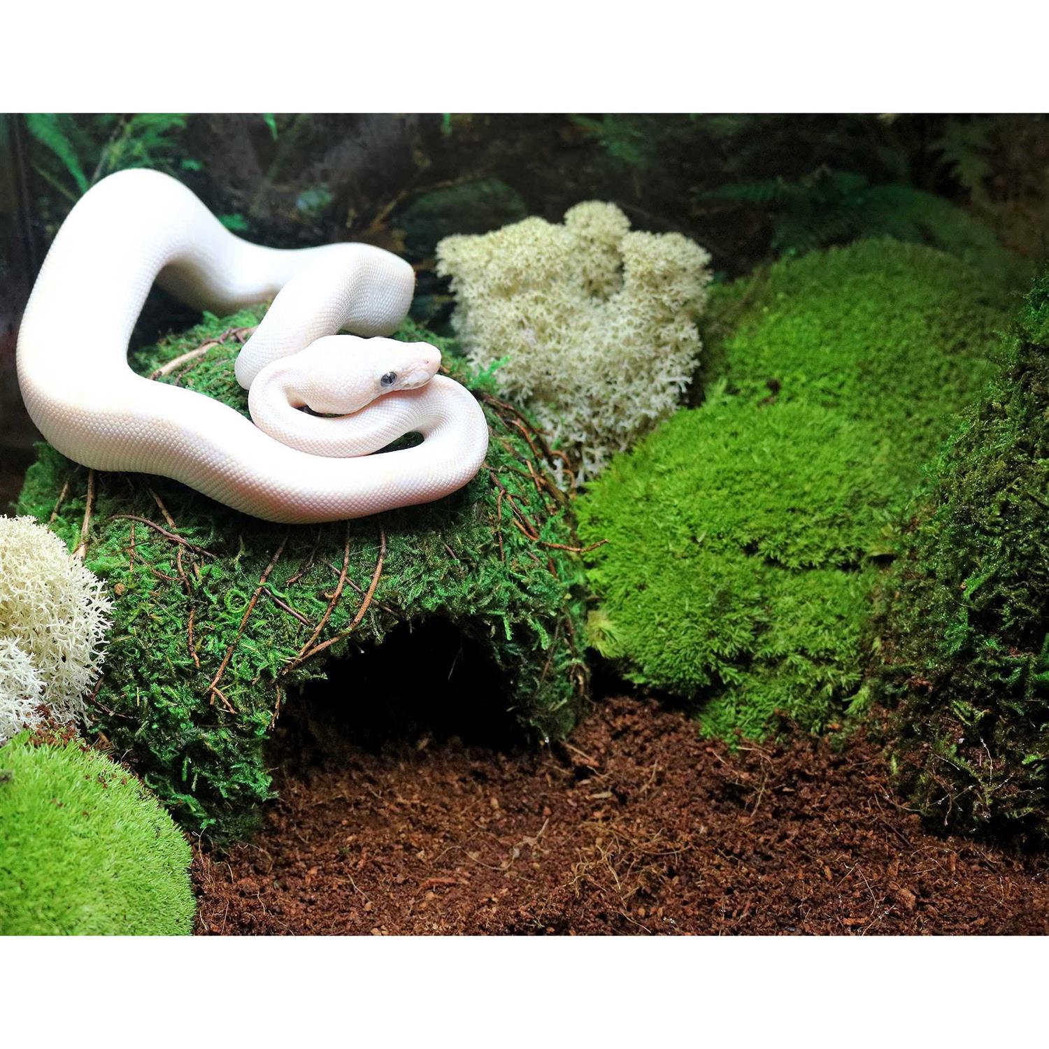 Galapagos Green Mossy Dome - Pet Supplies online sale