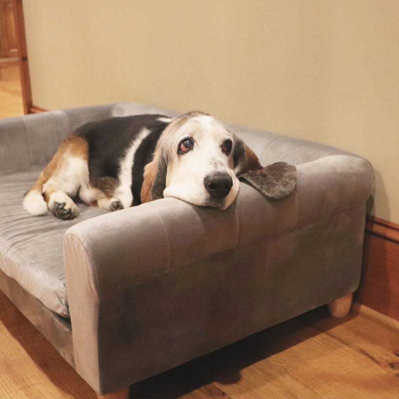 Critter Sitters 42-in. Elegant Faux-Velvet Rectangle Pet Bed for Medium ...